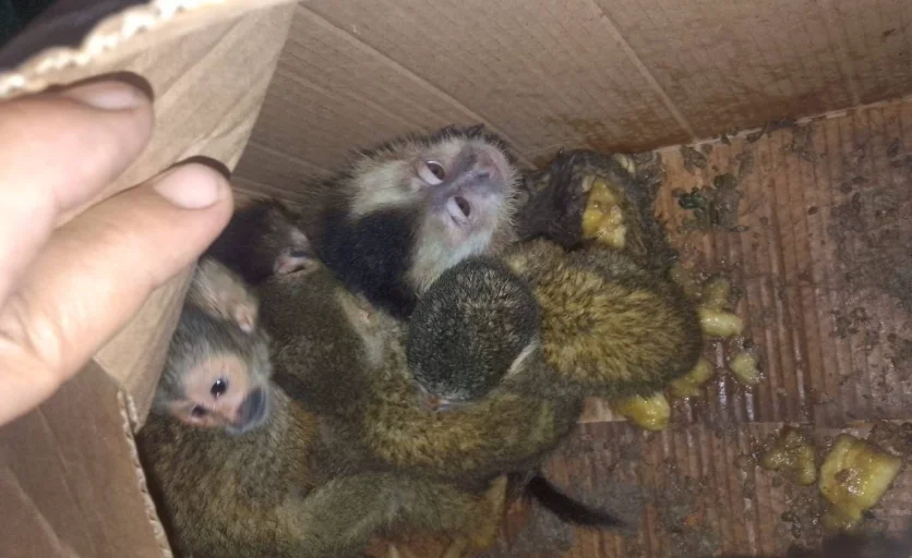 Captura de pantalla 2026-03-29 101057